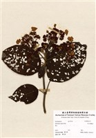 藏品(高山藤繡球)的圖片